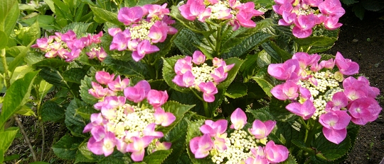 p1000626.jpg