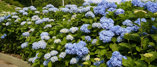 p1000636.jpg