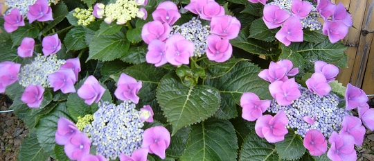 p1000640.jpg