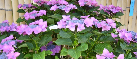 p1000645.jpg