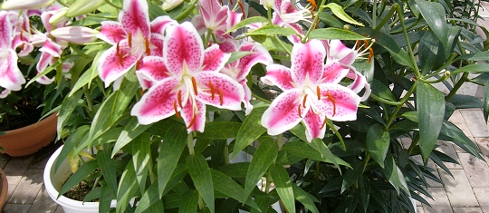 p1000719.jpg
