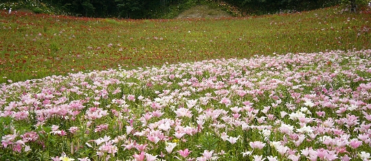 p1000743.jpg