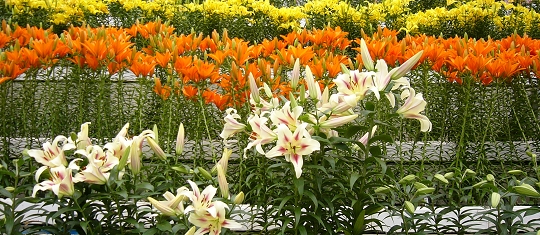 p1000738.jpg