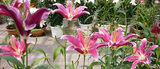 p1000721.jpg