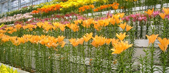 p1000733.jpg