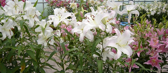 p1000717.jpg