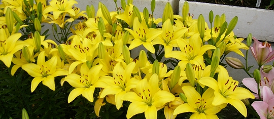 p1000734.jpg