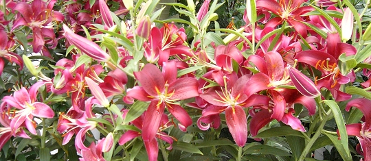 p1000724.jpg