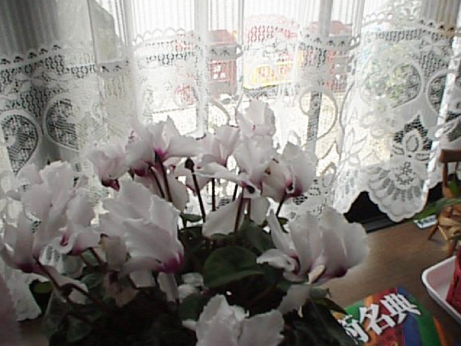 dsc0015.jpg
