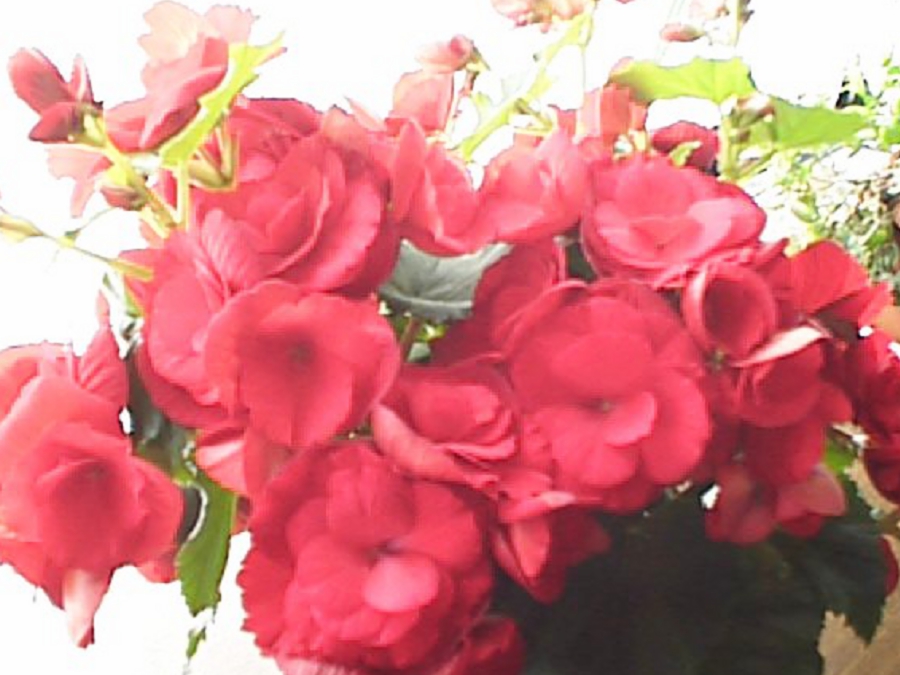 dsc0145.jpg