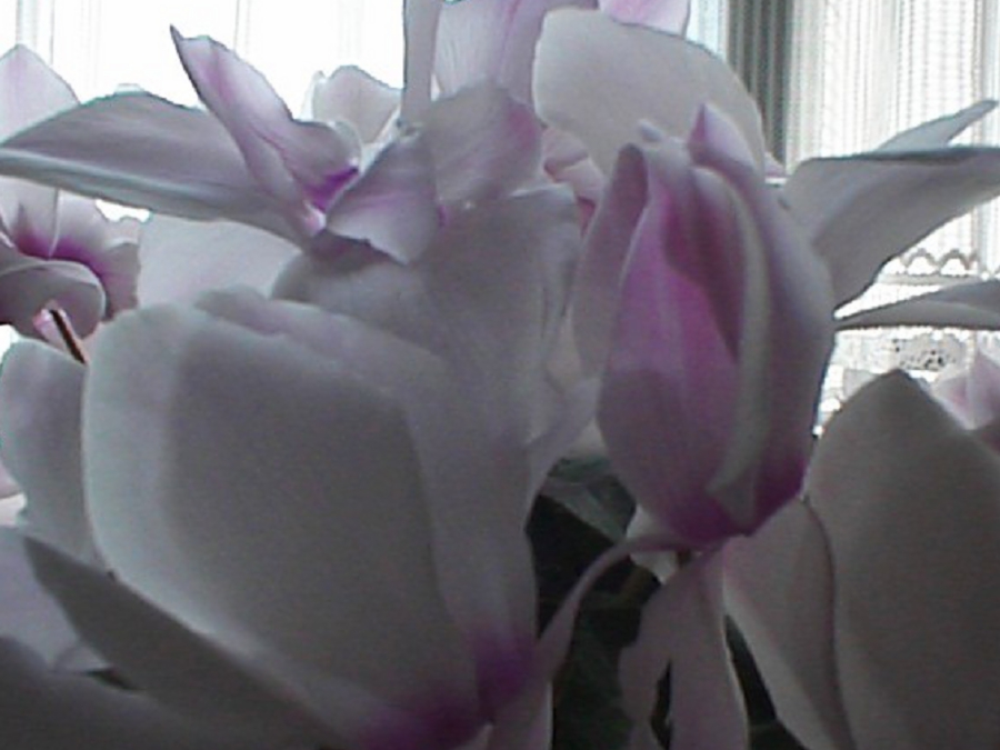 dsc0144.jpg