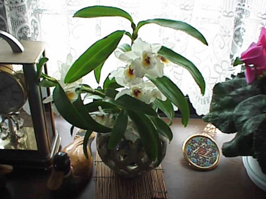dsc0105.jpg