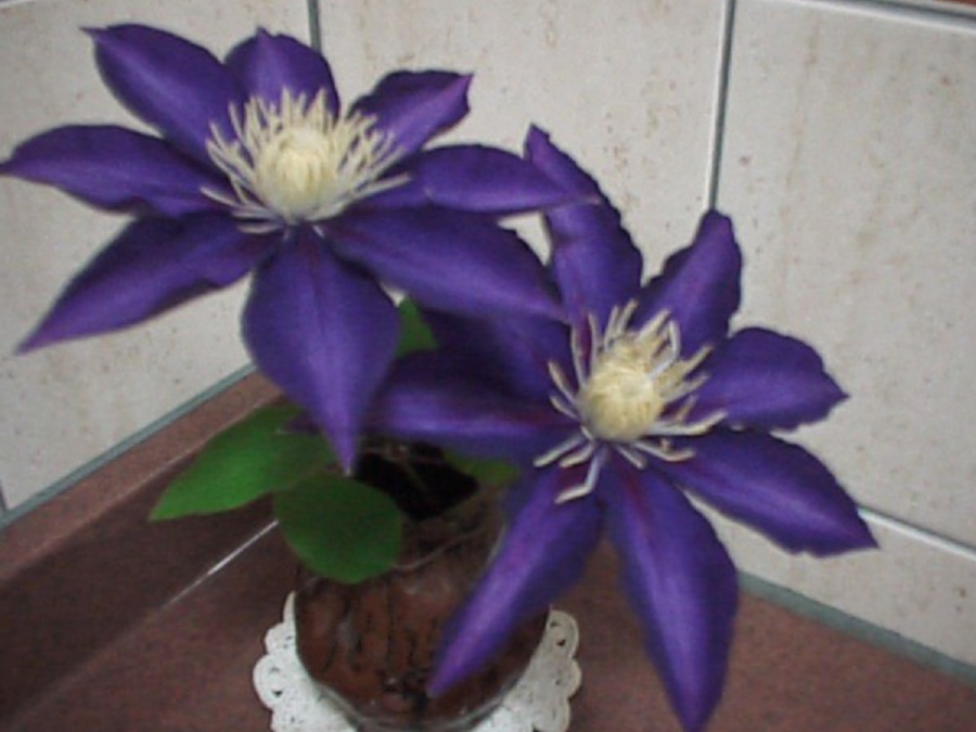 dsc0128.jpg