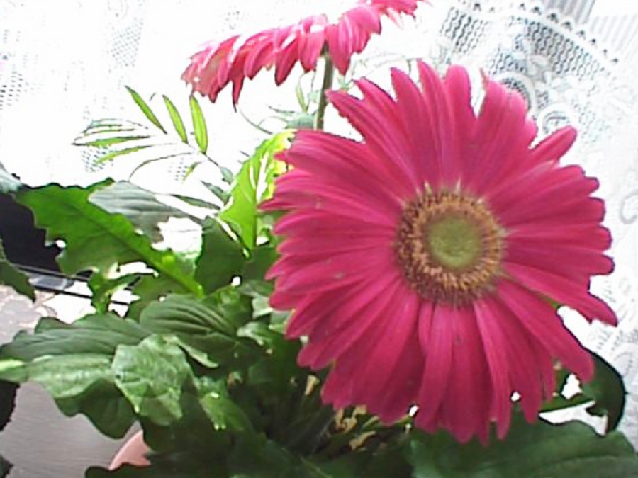 dsc0045.jpg
