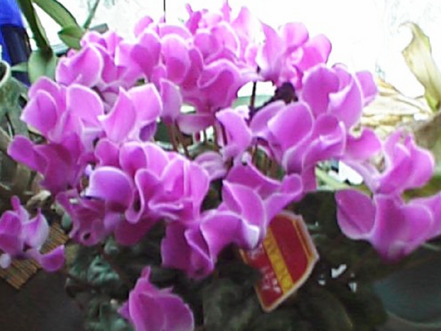dsc0019.jpg