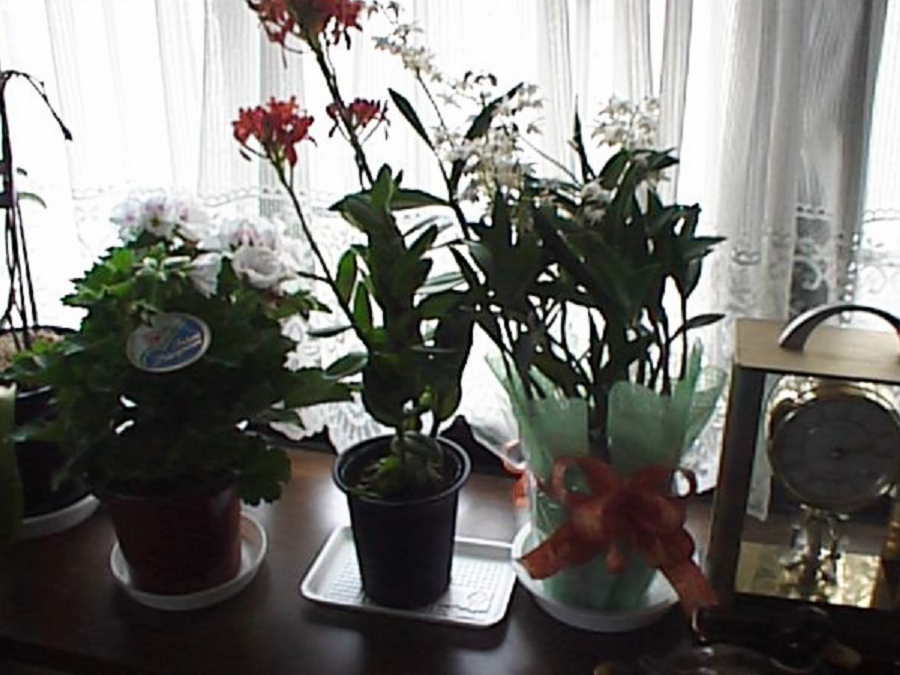 dsc0035.jpg