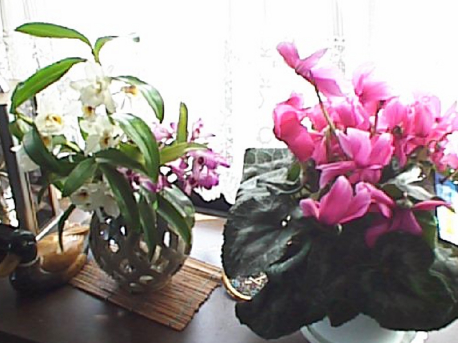 dsc0044.jpg