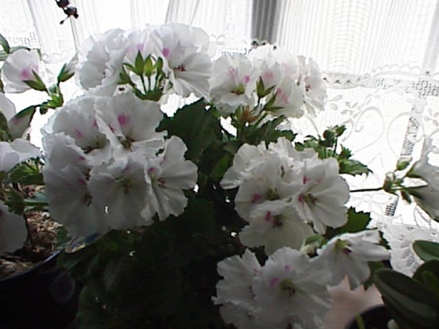 dsc0100.jpg