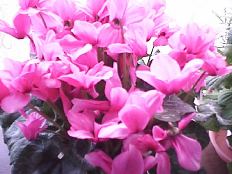 dsc0107.jpg