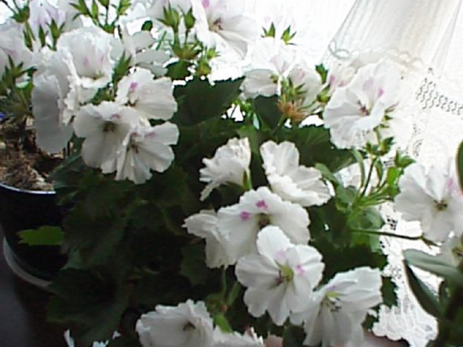 dsc0110.jpg